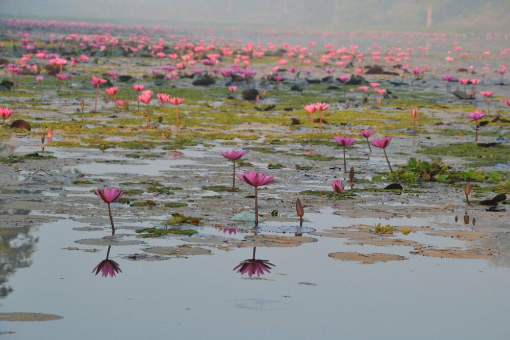 Banteay Chhmar Homestay Rondreis Cambodia Vakantie Original Asia
