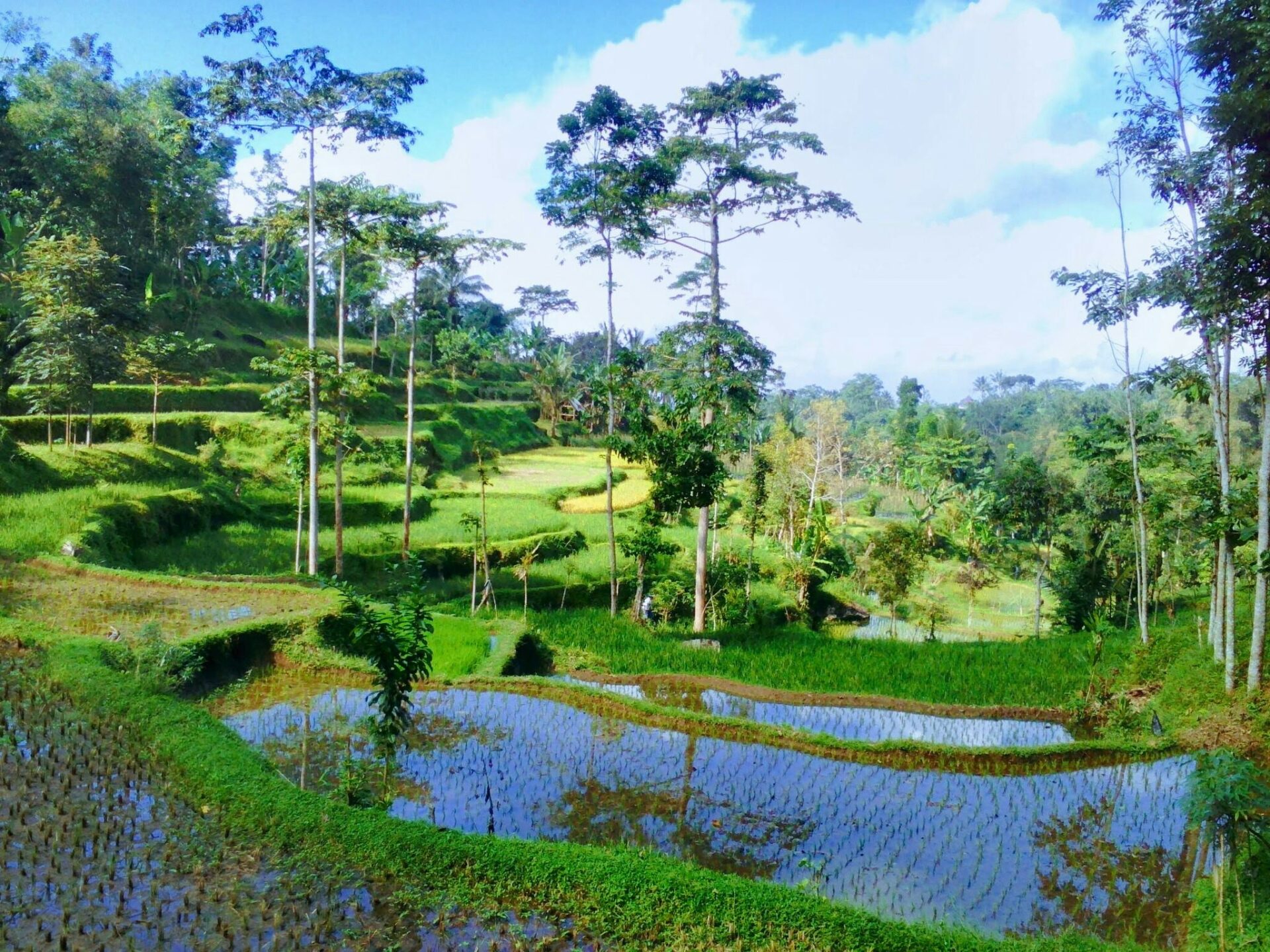 Flush Harmony Tetebatu Lombok Rondreis Indonesia Vakantie Original Asia