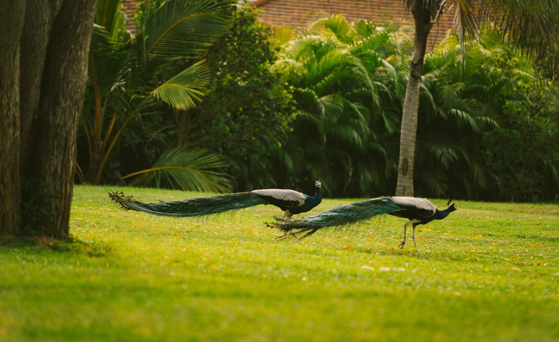 Anantara Peace Haven Tangalle Resort Hotel Luxe Rondreis Sri Lanka vakantie Original Asia pauw