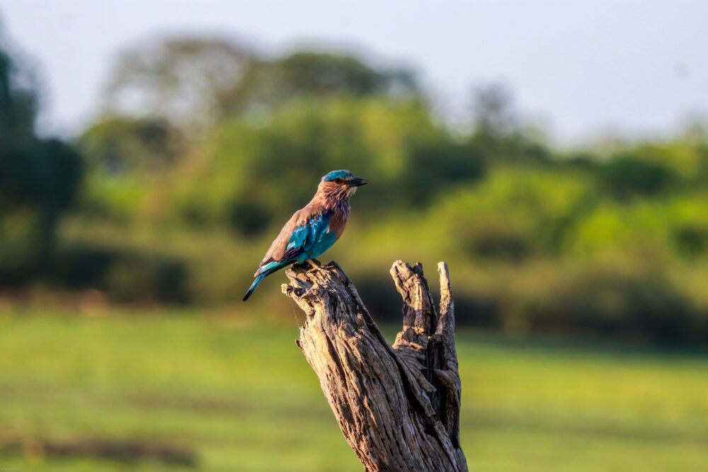 Oruwa Boutique Villa Hotel Arugambay Rondreis Sri Lanka Vakantie Original Asia aerial