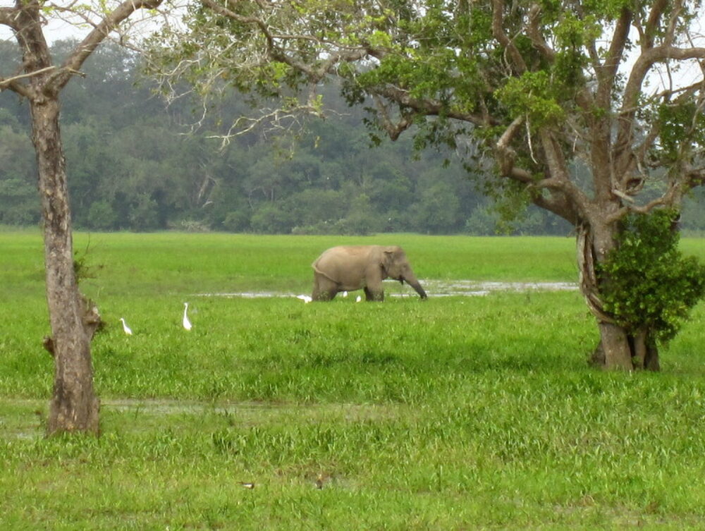 Blue Waters Arugambay Rondreis Sri Lanka Vakantie Original Asia