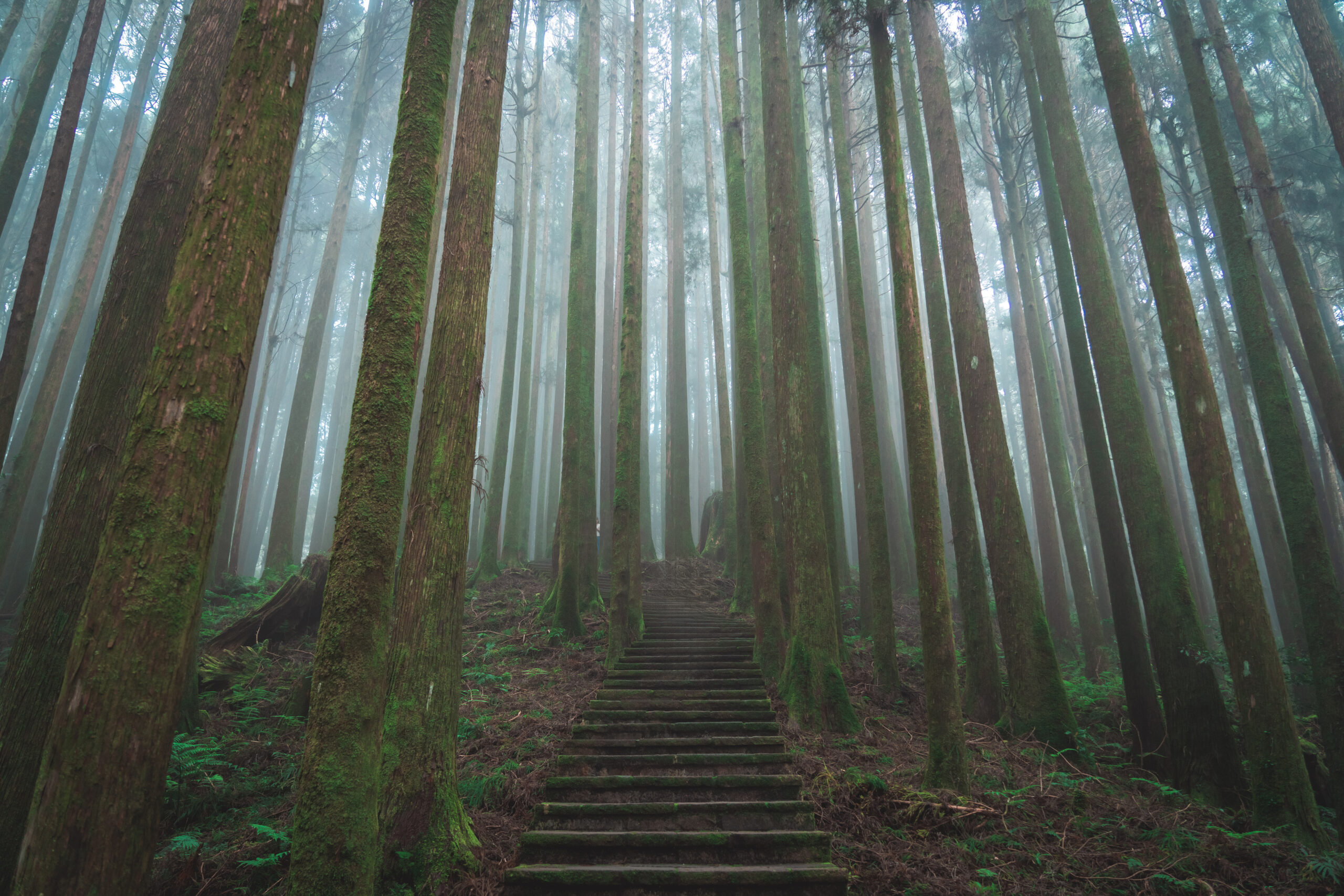 Trail in the Alishan National Park