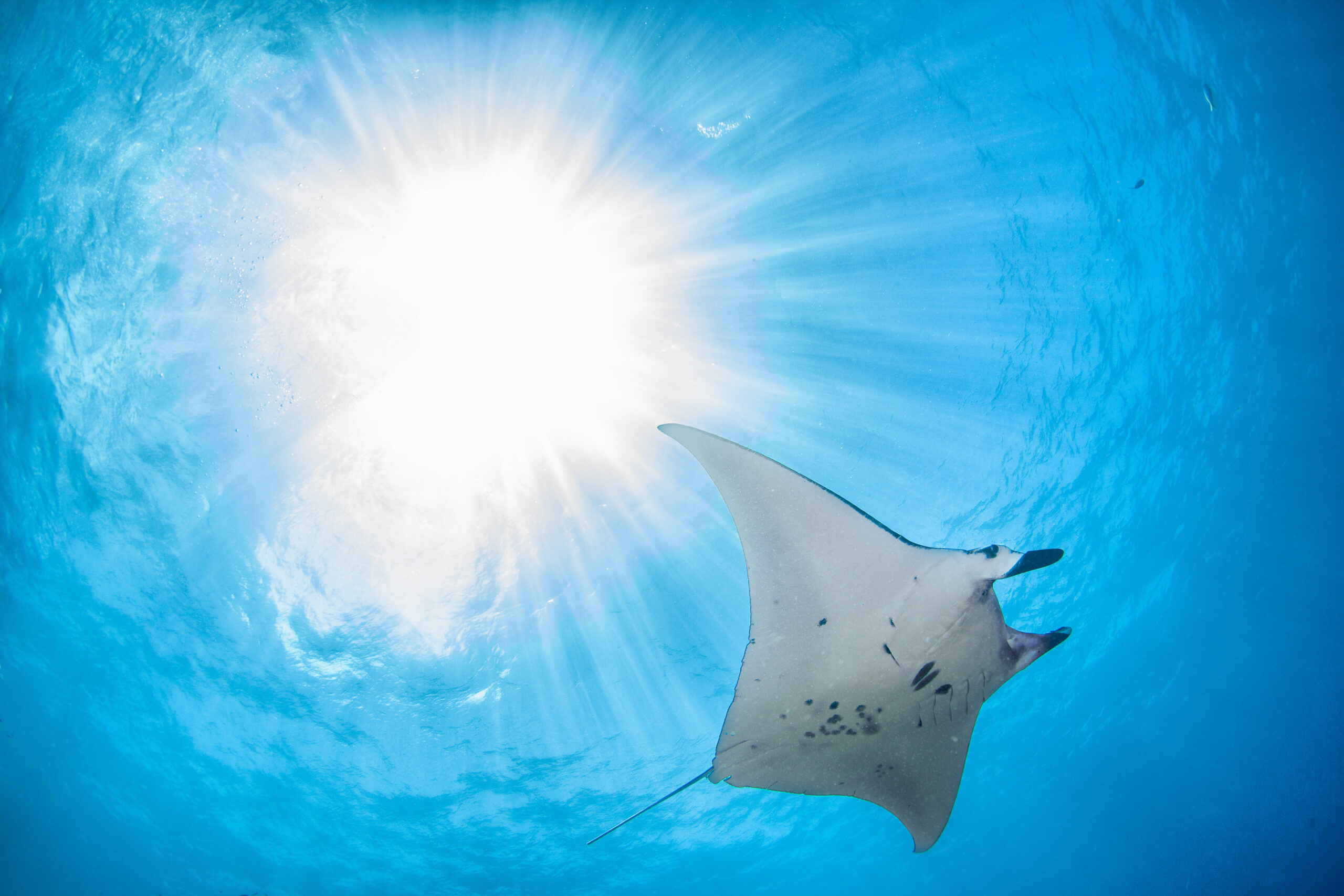 Home-Original-Asia-Rondreis-Japan-Vakantie-Istock-Ishigaki-Island-Kabiri-Bay-mantas-scuba-snorkelen-scaled.jpg