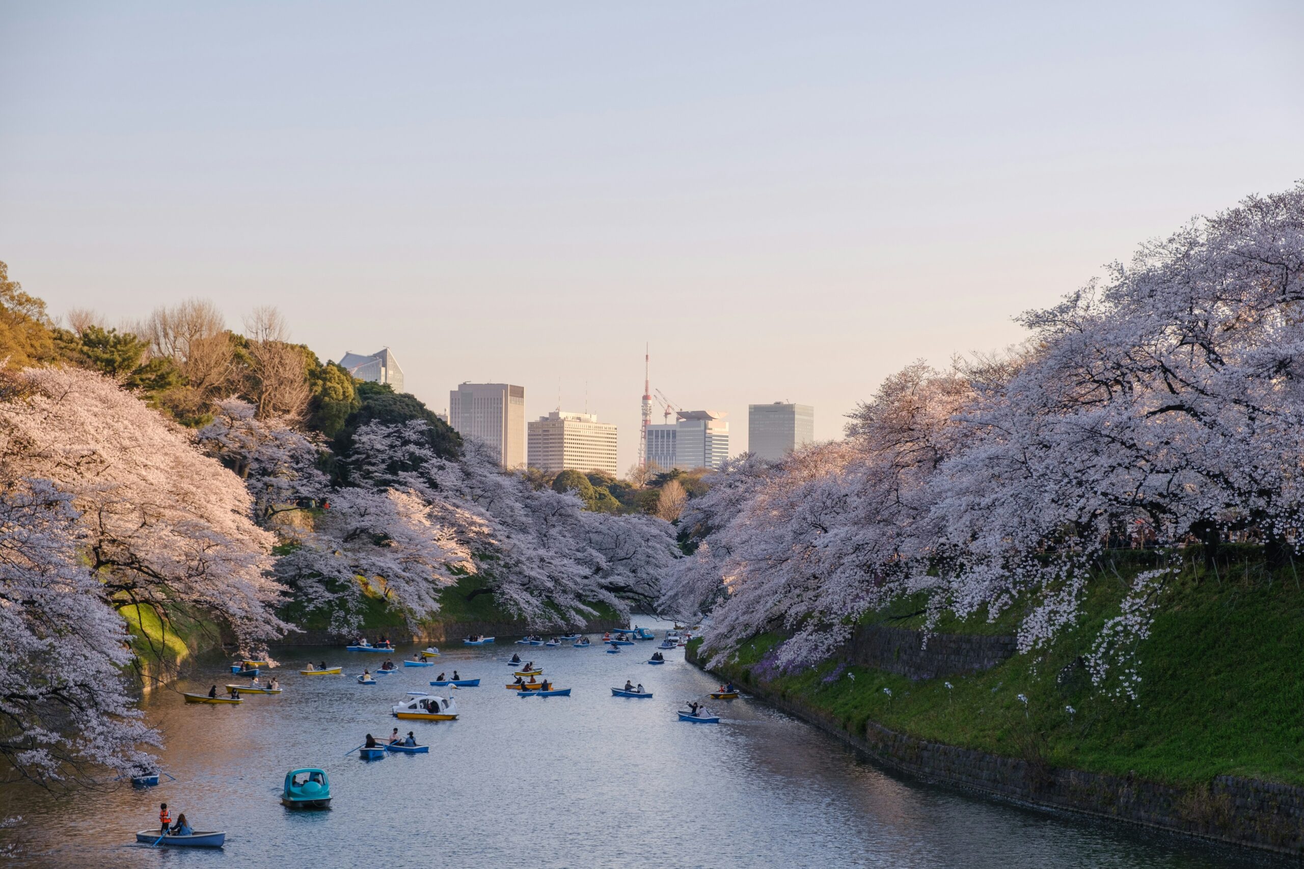 Home Original Asia Rondreis Japan Vakantie Tokyo Unsplash Sakura Blossom