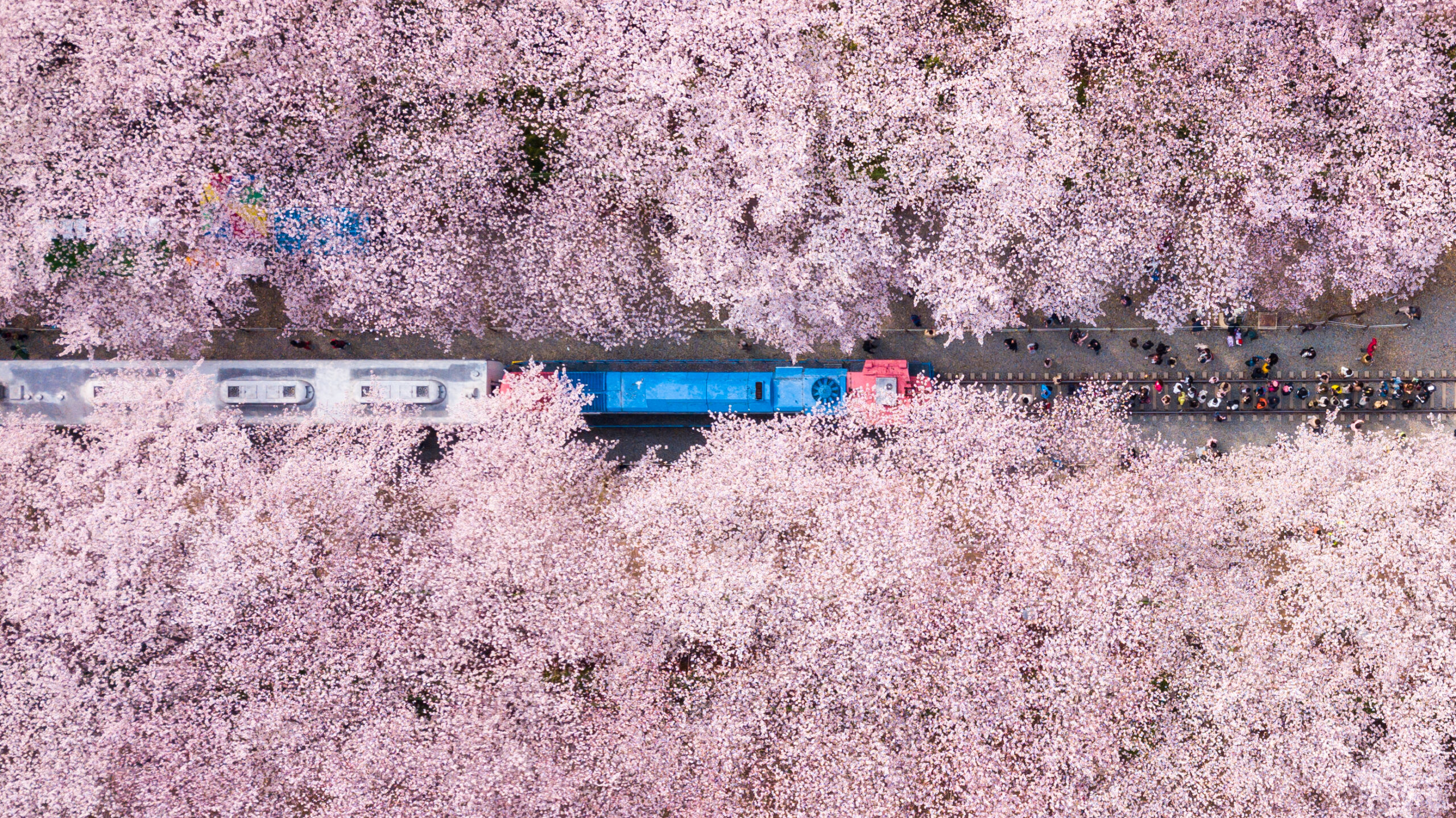 Home Zuid-Korea Original Asia Istock KTX trein station mooi busan bloesem